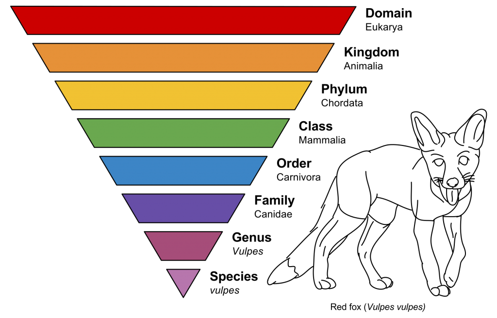 Taxonomic_Rank_Graph.svg